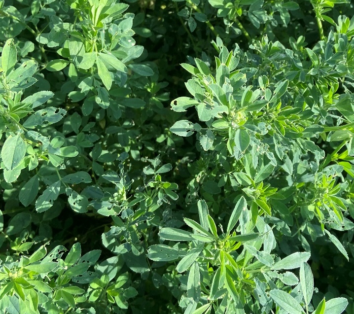 Minor alfalfa weevil damage.